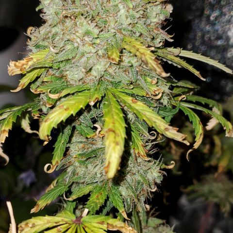 Clementine growlog timeline photo