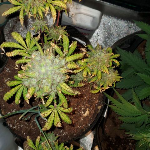 Clementine growlog timeline photo