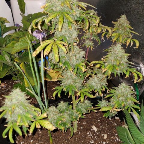 Clementine growlog timeline photo