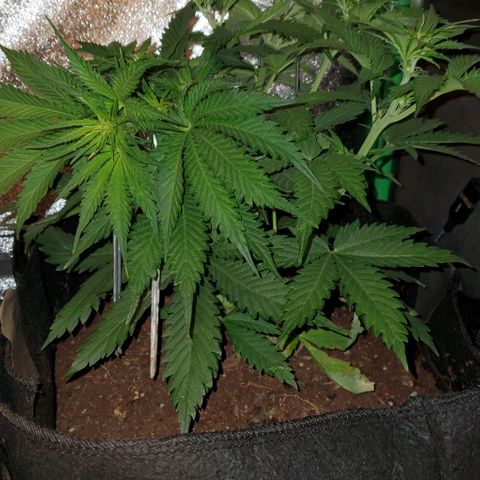 Princess Diane growlog timeline photo