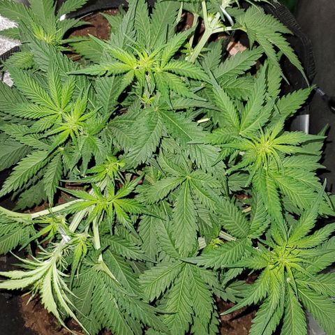 Princess Diane growlog timeline photo