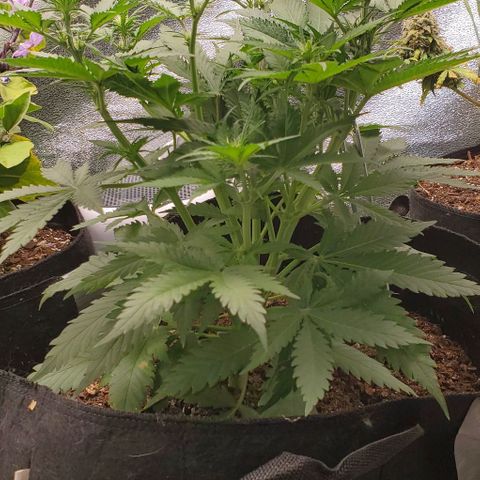 Princess Diane growlog timeline photo
