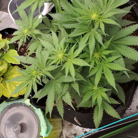 Princess Diane growlog timeline photo