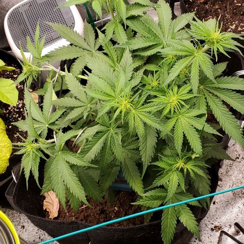 Princess Diane growlog timeline photo