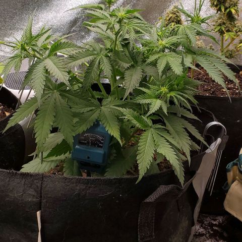Princess Diane growlog timeline photo