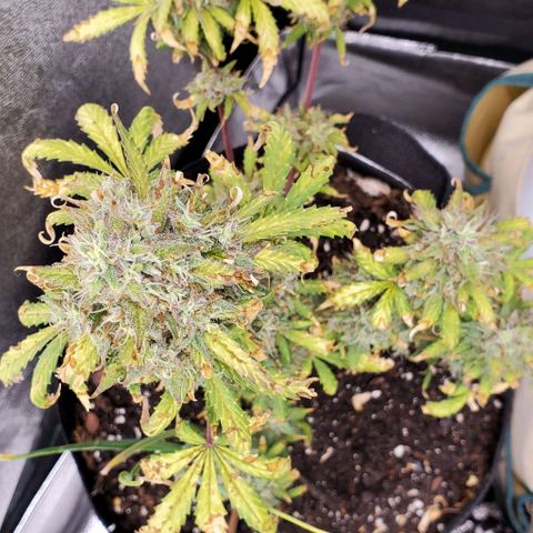 Clementine growlog timeline photo