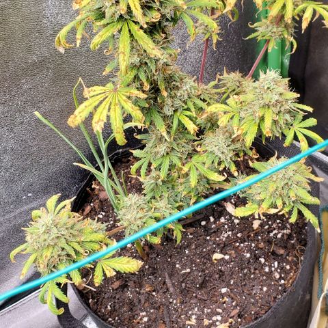 Clementine growlog timeline photo