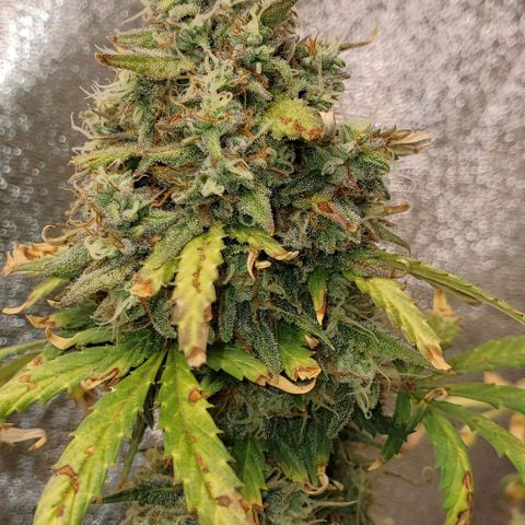 Clementine growlog timeline photo