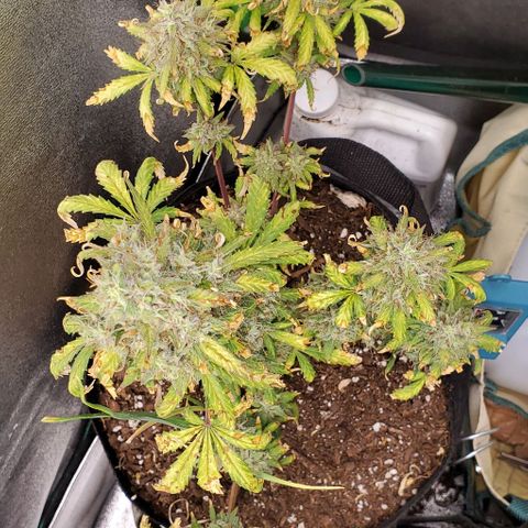 Clementine growlog timeline photo