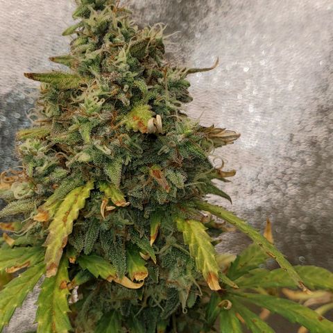 Clementine growlog timeline photo