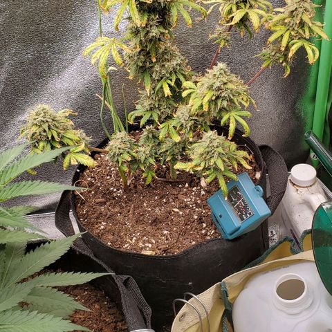 Clementine growlog timeline photo