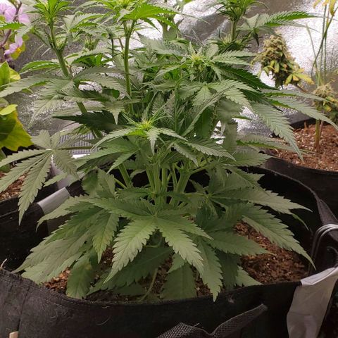 Princess Diane growlog timeline photo