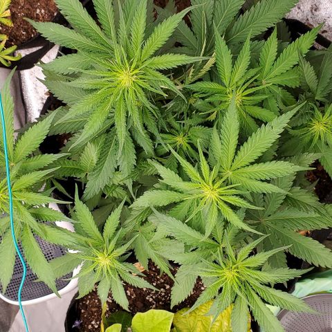 Princess Diane growlog timeline photo