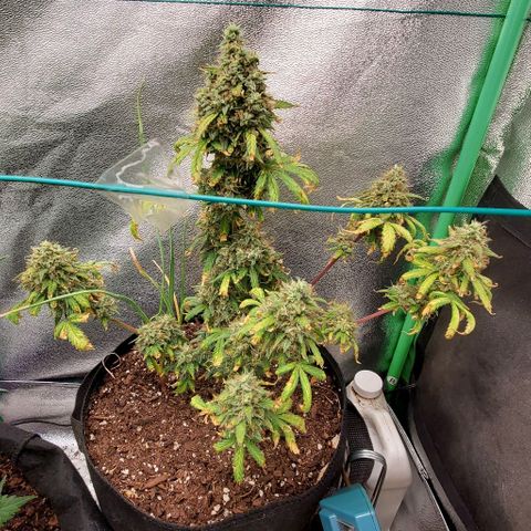 Clementine growlog timeline photo
