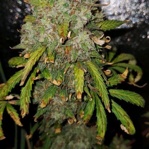 Clementine growlog timeline photo