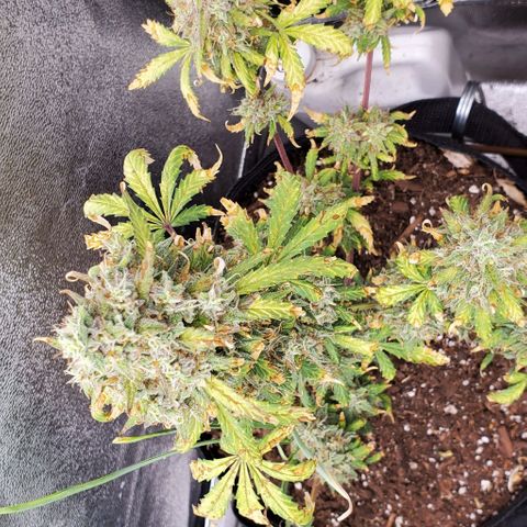 Clementine growlog timeline photo