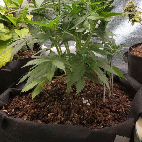 Princess Diane growlog timeline photo