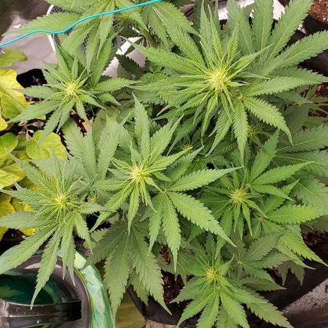 Princess Diane growlog timeline photo