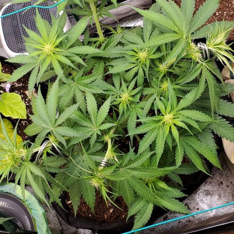 Princess Diane growlog timeline photo