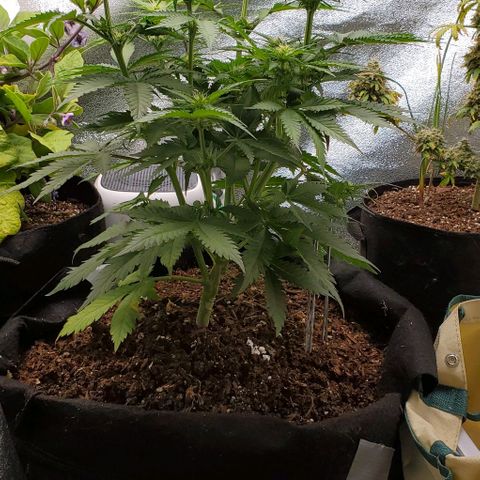 Princess Diane growlog timeline photo