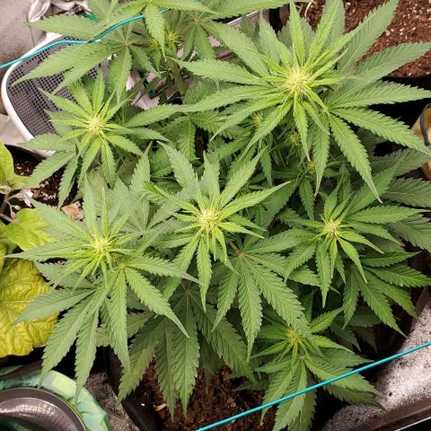 Princess Diane growlog timeline photo
