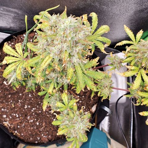 Clementine growlog timeline photo