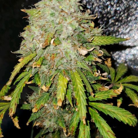 Clementine growlog timeline photo