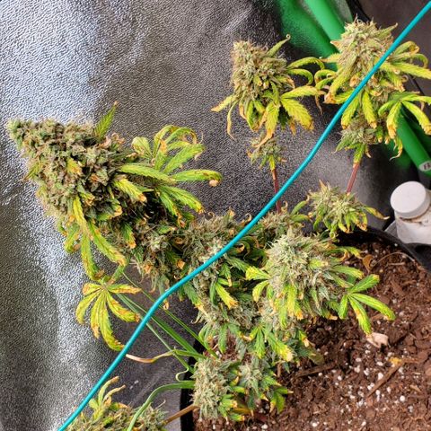 Clementine growlog timeline photo