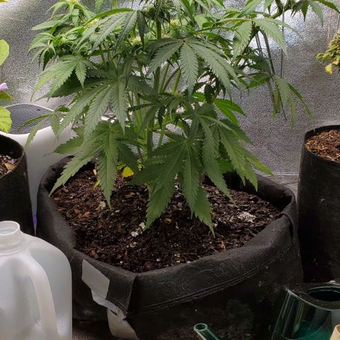Princess Diane growlog timeline photo
