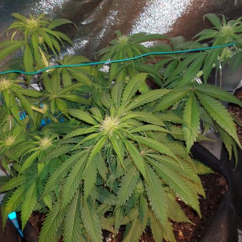 Princess Diane growlog timeline photo