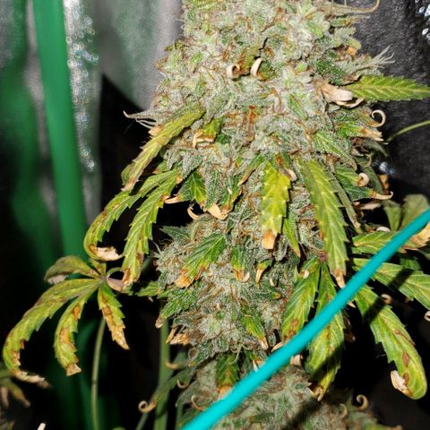Clementine growlog timeline photo