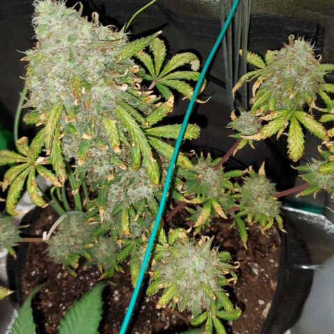 Clementine growlog timeline photo