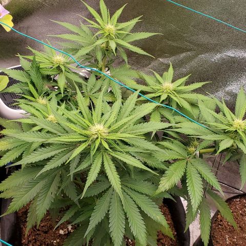 Princess Diane growlog timeline photo