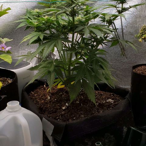 Princess Diane growlog timeline photo