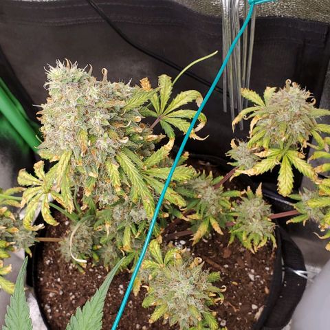 Clementine growlog timeline photo