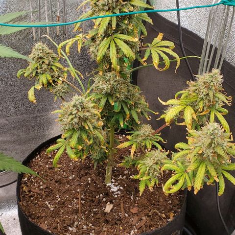 Clementine growlog timeline photo