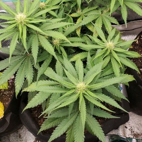 Princess Diane growlog timeline photo