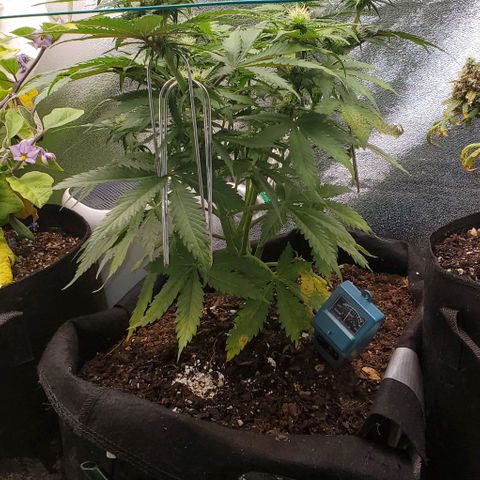 Princess Diane growlog timeline photo
