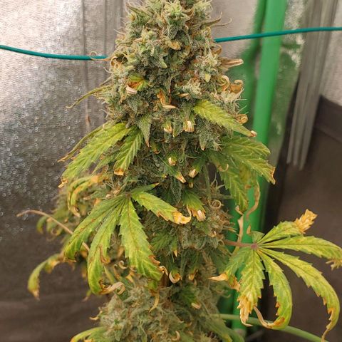 Clementine growlog timeline photo