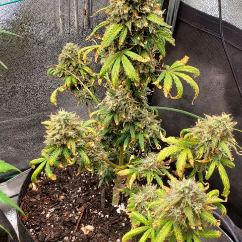 Clementine growlog timeline photo