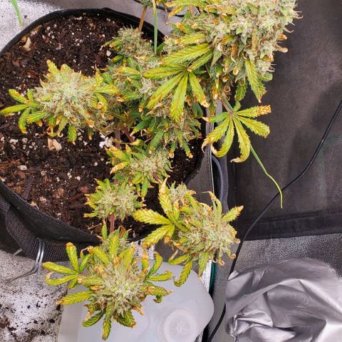Clementine growlog timeline photo