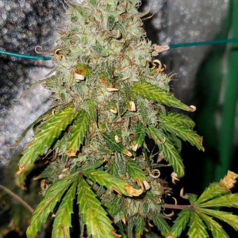 Clementine growlog timeline photo
