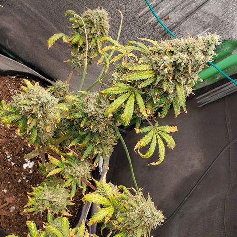 Clementine growlog timeline photo