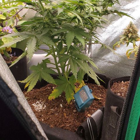 Princess Diane growlog timeline photo