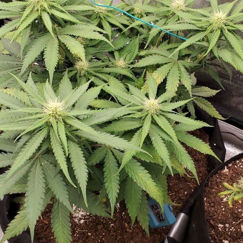 Princess Diane growlog timeline photo