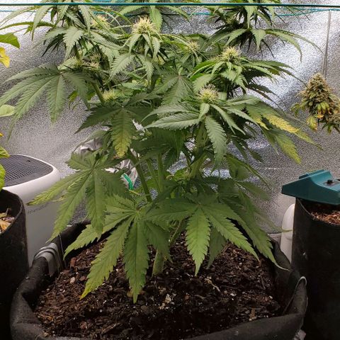 Princess Diane growlog timeline photo