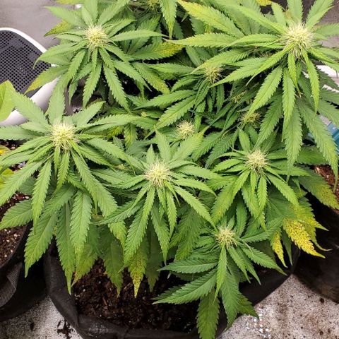 Princess Diane growlog timeline photo