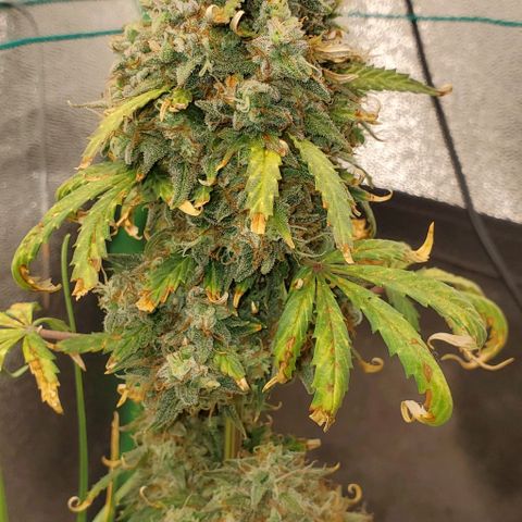 Clementine growlog timeline photo