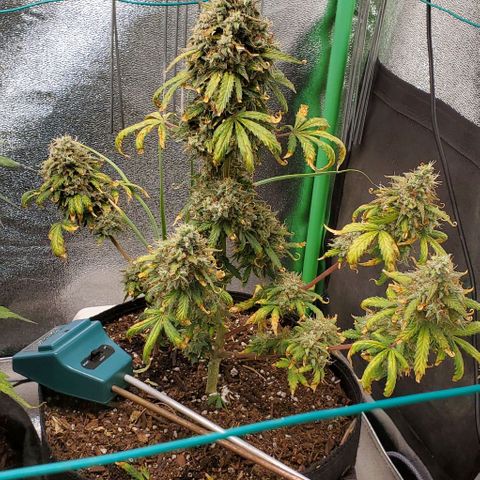 Clementine growlog timeline photo