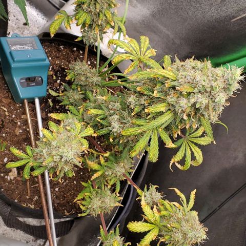 Clementine growlog timeline photo